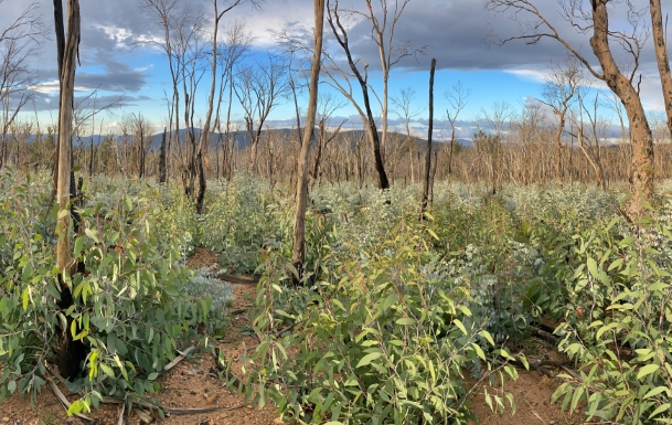 Comment la forêt australienne renaît de ses cendres