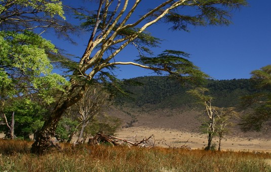 Une étude révèle les stocks de carbone des arbres d’Afrique sub-saharienne
